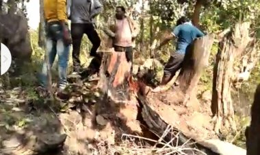 इलेक्ट्रिक मशीन से इमारती हरे पेड़ को किया जमीदोज, राजस्व एवं वन टीम  कार्यवाही मे जुटी