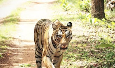 बांधवगढ़ में पर्यटकों के मन को मोहा  बाघिन तारा ने