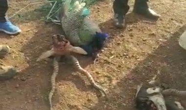 गुना में पुलिसकर्मियों की हत्या का बदला सीधा एनकाउंटर