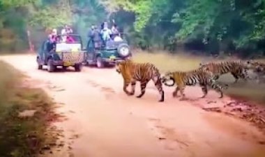 बांधवगढ़ की चार शावकों के साथ वाली बाघिन का वीडियो सोशल मीडिया में हुआ वायरल