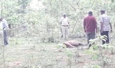 वन अमले को तब पता चला, जब मृत बाघ के कीड़े पड़ गये