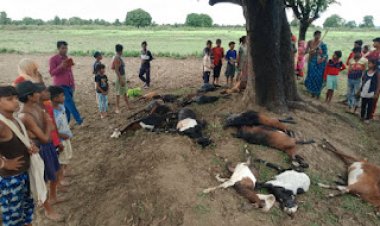 आकाशीय बिजली गिरने से 22 बकरियों की हुई मौत, मुआवजे की गई मांग
