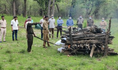 बांधवगढ़ टाइगर रिजर्व में फिर हुई बाघ की मौत, जनवरी से अभी  तक 18 बाघों की हुई  मौत