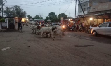 आए दिन सड़क पर  मवेशियों के जमावड़े से हो रही दुर्घटनाए