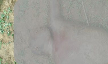सोन नदी में बरामद हुई इंसानी लाश