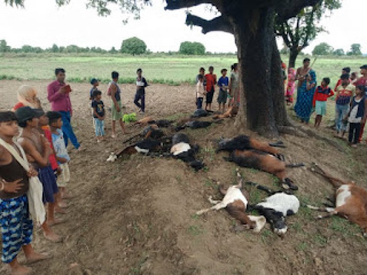 आकाशीय बिजली गिरने से 22 बकरियों की हुई मौत, मुआवजे की गई मांग
