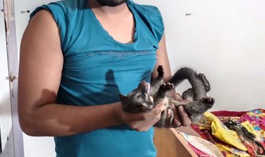 एक घर में निकला अजीबो गरीब जानवर,  रेस्क्यू कर बांधवगढ़ के जंगल में छोड़ा गया