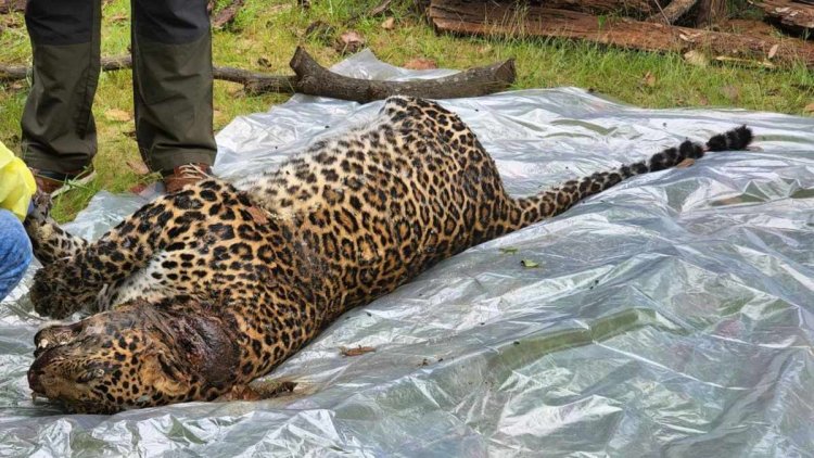 शिकारियों के बिछाए बिजली तार में करंट लगने से तेंदुए की  हुई मौत, दो संदिग्ध गिरफ्तार