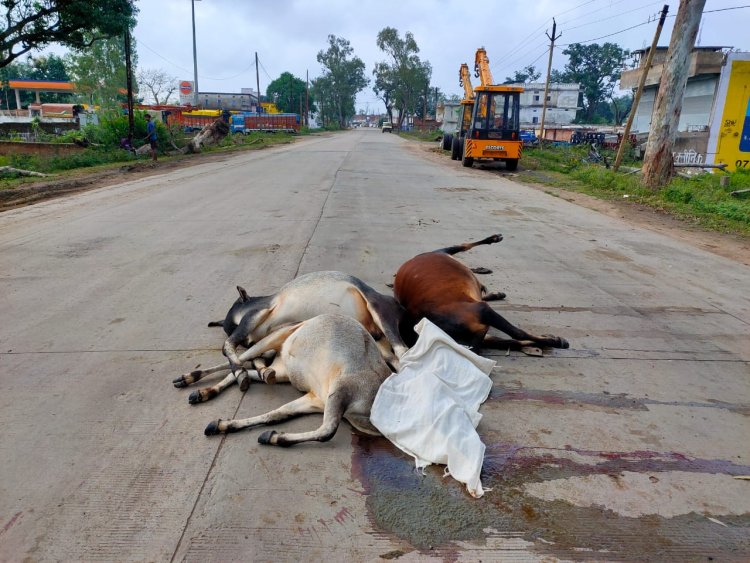 मृत गायों का दोषी कौन? वाहन चालक, पालक या प्रबंधन