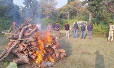 बाँधवगढ में फिर बाघ की मौत, जांच में जुटा प्रबंधन