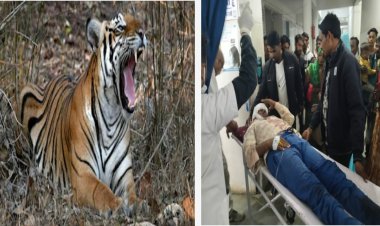 बाघ के हमले से युवक ने ऐसे बचाई अपनी  जान, जानिए पूरा मामला