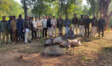 खेत पर लगी विद्युत प्रवाहित कंटीली तार से जंगली सुअर की हुई मौत