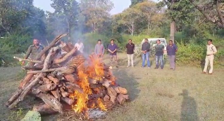 बाँधवगढ में फिर बाघ की मौत, जांच में जुटा प्रबंधन