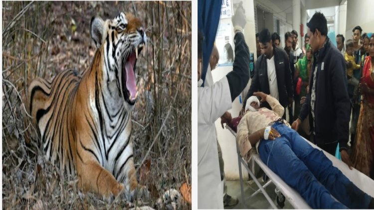 बाघ के हमले से युवक ने ऐसे बचाई अपनी  जान, जानिए पूरा मामला