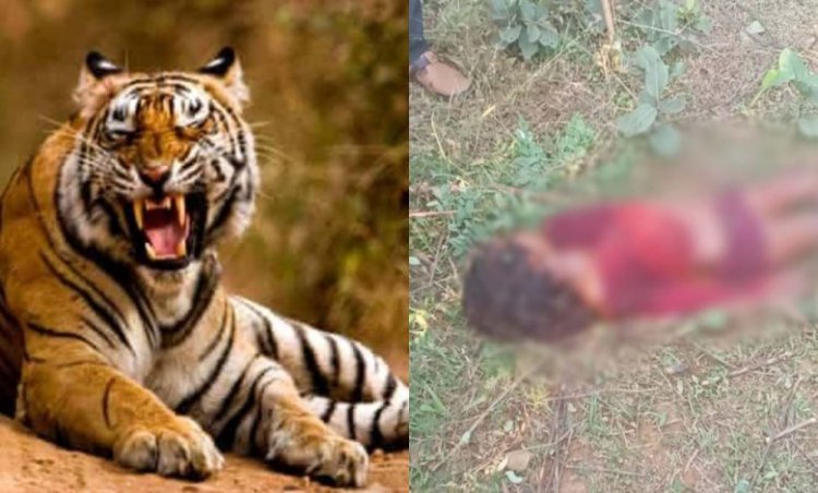 बाघ के हमले से 9 साल की बच्ची की मौत,  खेत में खेलते समय परिजनों के सामने घसीटकर ले गया, आसपास गांवों में करीब 25 बाघों का है मूवमेंट