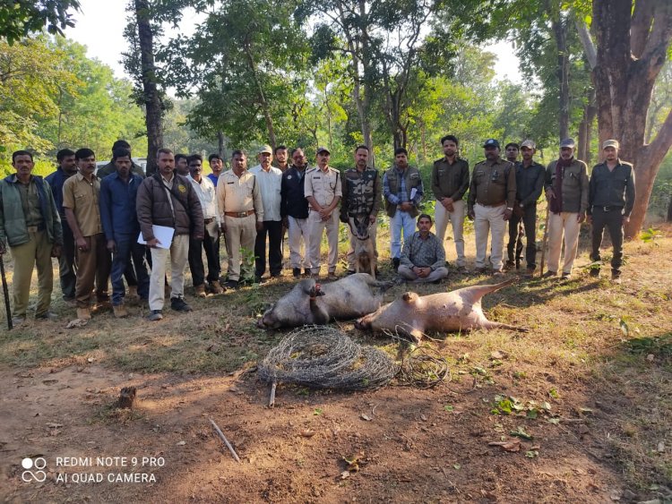 खेत पर लगी विद्युत प्रवाहित कंटीली तार से जंगली सुअर की हुई मौत