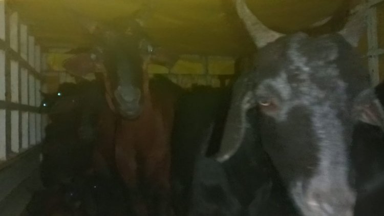 चोरी गई अमरपुर की बकरियां मिली हैदराबाद,  तेलंगाना में, फरियादी ने पुलिस की भूरी भूरी प्रशंसा की