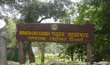 टाईगर दिखाने नियमों की धज्जियां, 15 दिन बाद भी कार्यवाही नही