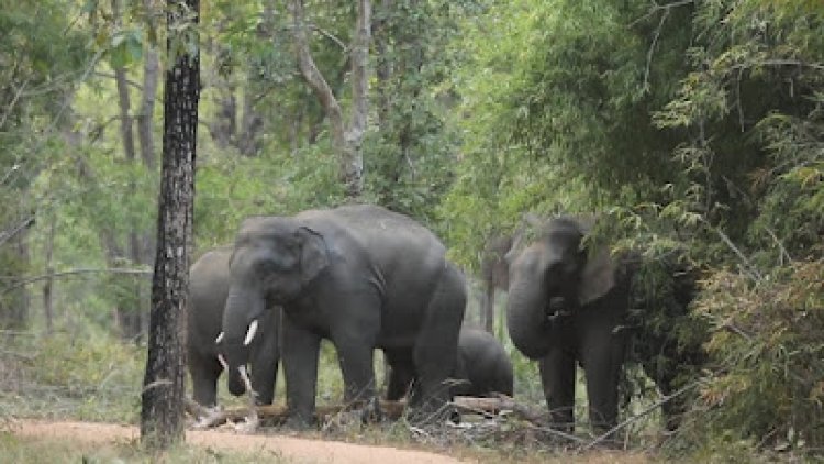 बाँधवगढ में जंगली हाथियों ने खड़ी की नई चुनौती, निपटने के लिए प्रबंधन ढूंढ रहा उपाय