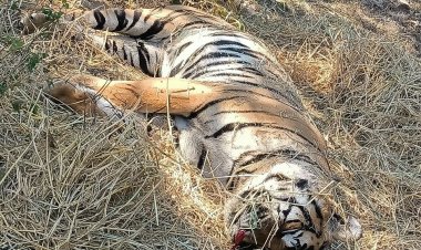 टाइगर स्टेट में ही सुरक्षित नहीं बाघ: करंट लगाकर फिर MP में एक TIGER का शिकार, आनन-फानन में वन विभाग ने कर दिया अंतिम संस्कार