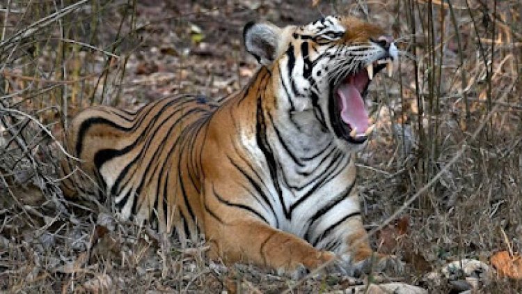 बाघ के हमले से  मासूम की दर्दनाक मौत
