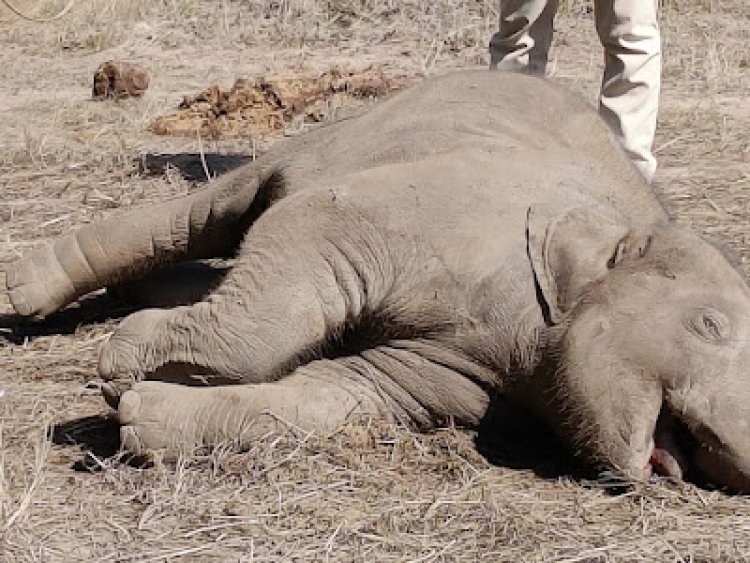 बाँधवगढ में जंगली हाथी शावक की मौत, पीएम के दौरान ही पंहुच गई हाथी मां