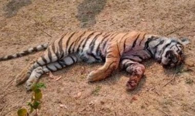 तीन वर्षों में MP में 70 बाघों की मौत, महज़ 11 मौतें प्राकृतिक