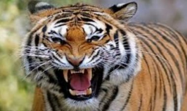 आदमखोर  बाघ,  2 लोगों को उतारा मौत के घाट,  1 की हालत गंभीर, इलाके में फैली बाघ की दहशत