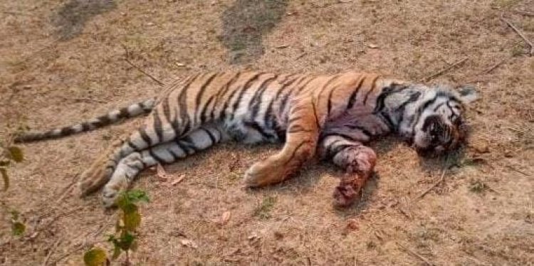 तीन वर्षों में MP में 70 बाघों की मौत, महज़ 11 मौतें प्राकृतिक