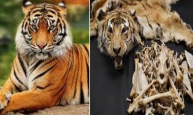 बांधवगढ़ टाईगर रिजर्व में बंद कुएं से मिली बाघ की सैकड़ो हड्डियां,कुएं में कई बाघों के दफन होने की आशंका,मचा हड़कंप