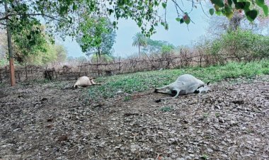 करेंट के चापेट मे आने से दो  गायों की मौके पर हुई मौत