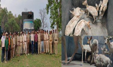 कान्हा राष्ट्रीय उद्यान से दूसरी खेप में बांधवगढ़ आ रहे 18 बारहसिंघे