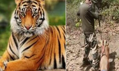 बांधवगढ़ के बाघ का हुआ शिकार? बाघ के दांत,नाखून,पंजे एवं खाल गायब,डॉग स्क्वायड की ली जा रही मदद