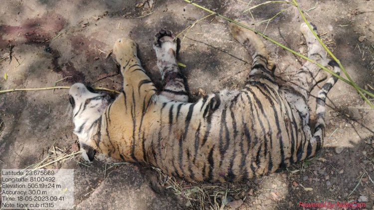 मादा बाघ शावक की हुई संदिग्ध मौत