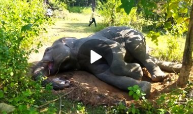 जंगली हाथी का शिकार और उसे जला देने के मामले में 1 रेंजर और 1 डिप्टी रेंजर सस्पेंड, आइए जानते हैं कहा का है  मामला