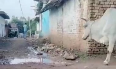 चुनाव जीते हो गए दस महीने, वार्ड में ज्यों की त्यों बनी है गंदगी