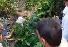 बाघ ने मवेशी चराने गए वृद्ध को मौत के घाट उतारा