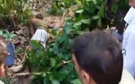 बाघ ने मवेशी चराने गए वृद्ध को मौत के घाट उतारा