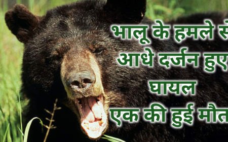 जंगल में लकड़ी लेने गए महिलाओं को भालू ने किया हमला,  एक की हुई मौत, शेष घायल