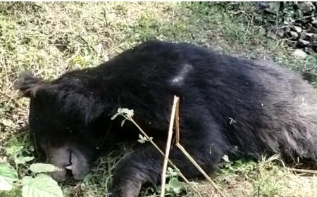 रेस्क्यू के कुछ ही घण्टे में खूंखार भालू की मौत, रेबीज नामक बीमारी की आशंका