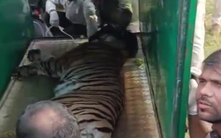 3 दिन से ग्रामीणों को भयभीत कर रखी बाघिन का वन विभाग ने किया रेस्क्यू,  बाड़े में किया जाएगा शिप्ट