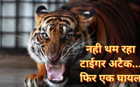 टाईगर का हमला नही थम रहा, अभी फिर से हुआ हमला, एक गम्भीर