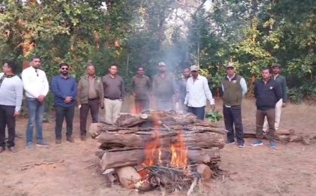 बांधवगढ़ में फिर एक बाघ शावक की मौत, गश्ती दल को मृत अवस्था में मिला नर बाघ शावक