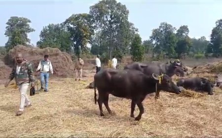 बड़ी कार्यवाही : पशु तस्करी करने वालो पर हुई बड़ी कार्यवाही