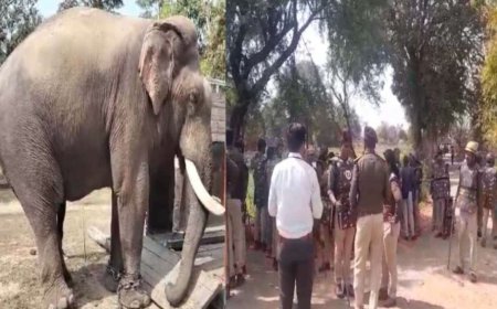 बिगड़ैल हाथियों  पर नकेल कसने बांधवगढ़ से पहुचे गौतम ,  लक्ष्मण  बंधवी