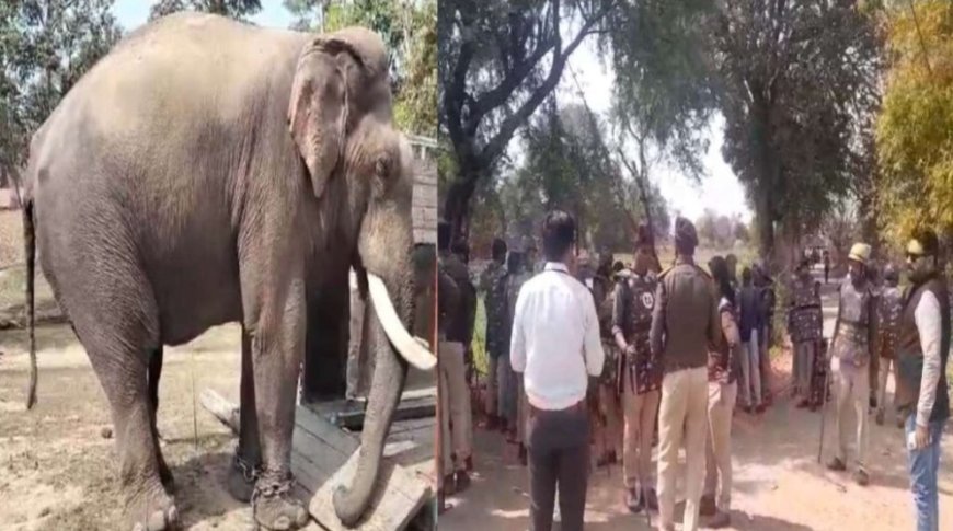 बिगड़ैल हाथियों  पर नकेल कसने बांधवगढ़ से पहुचे गौतम ,  लक्ष्मण  बंधवी