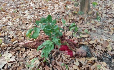 पचपन वर्षीया महिला को बाघ ने किया हमला, मौके पर दम तोड़ा