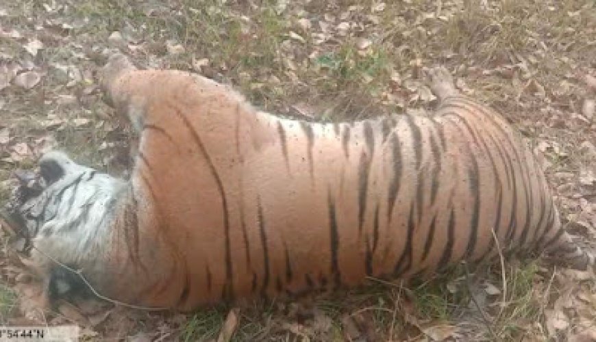 बांधवगढ़ में फिर से एक बाघ की हुई मौत, मैनेजमेंट हुआ फेल, साल भर में 20 बाघों की मौत से जिम्मेदार अफसरों पर लग रहे प्रश्न चिन्ह