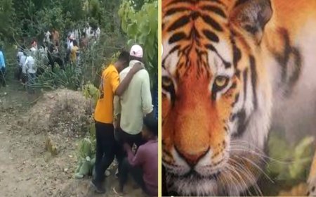 घर से 300 मीटर दूर घसीटकर  टाइगर ने किया इंसान का शिकार