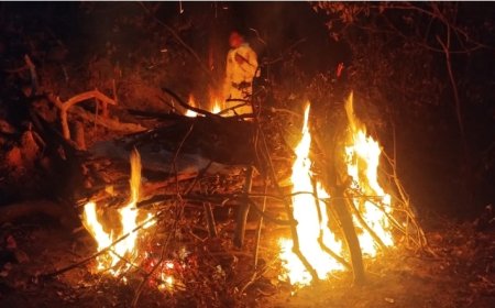पनपथा बफर के खुसरिया बीट में टाइगर की हुई मौत, देर शाम किया गया दाह संस्कार